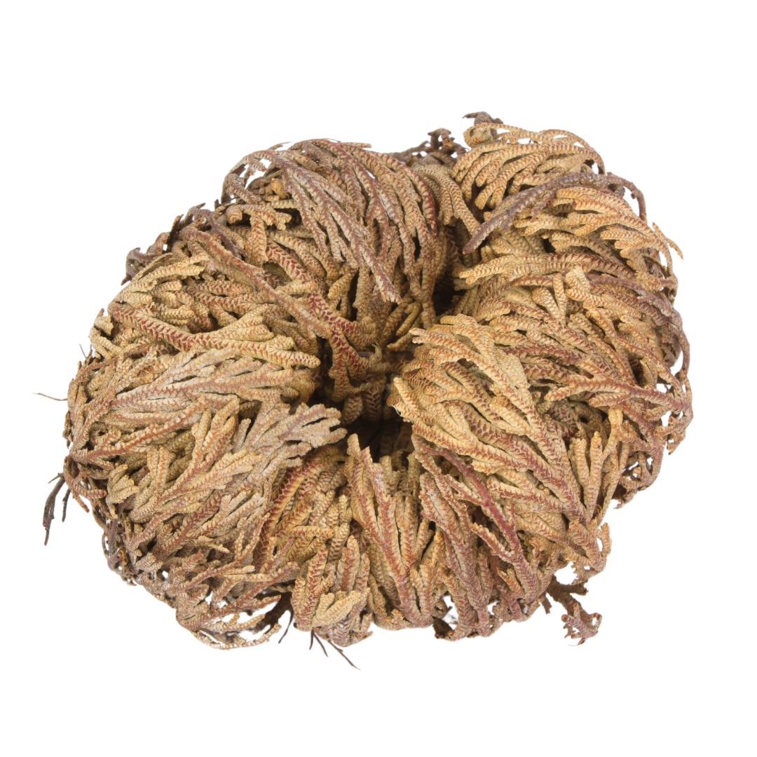 Rose of Jericho - Resurrection Plant