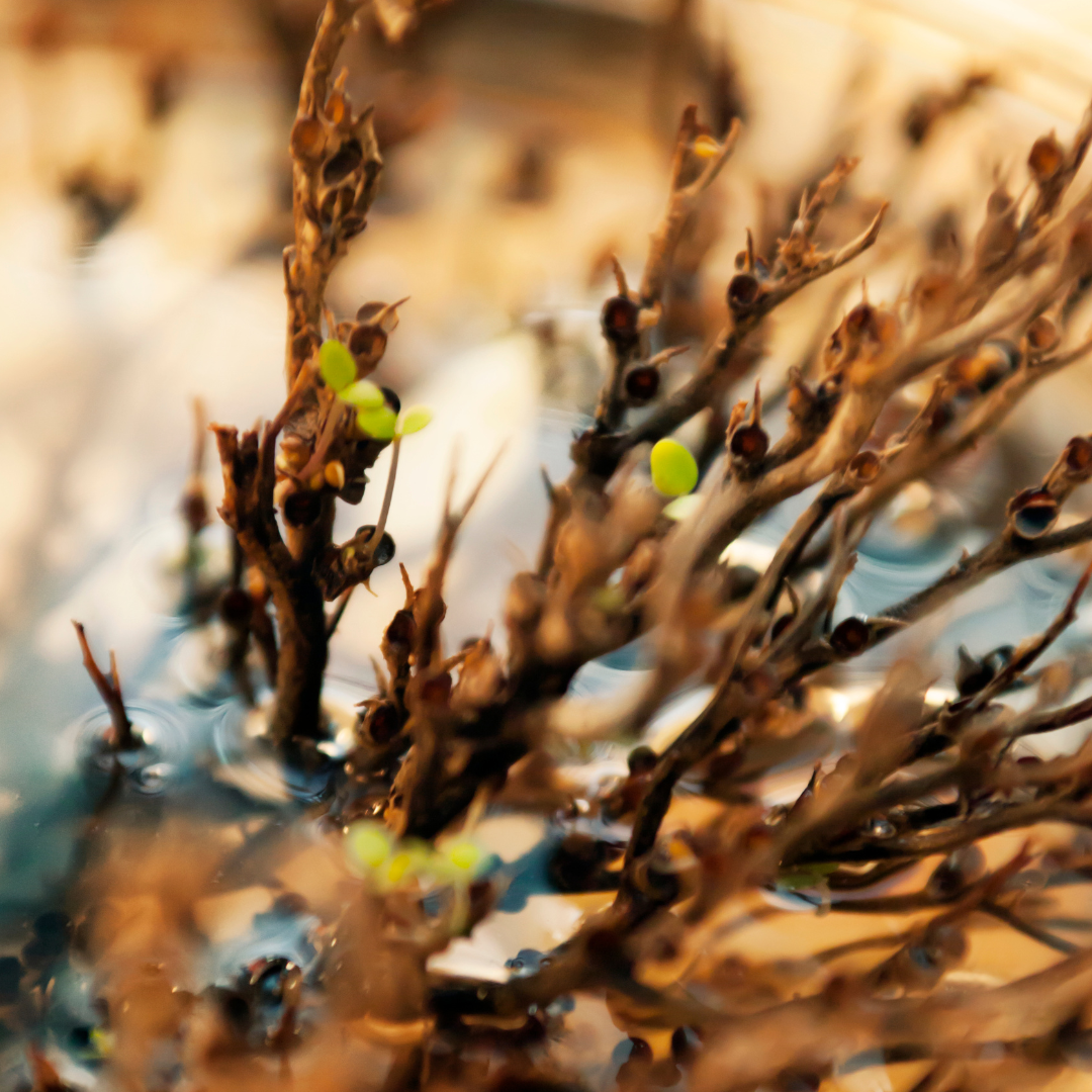 Rose of Jericho - Resurrection Plant