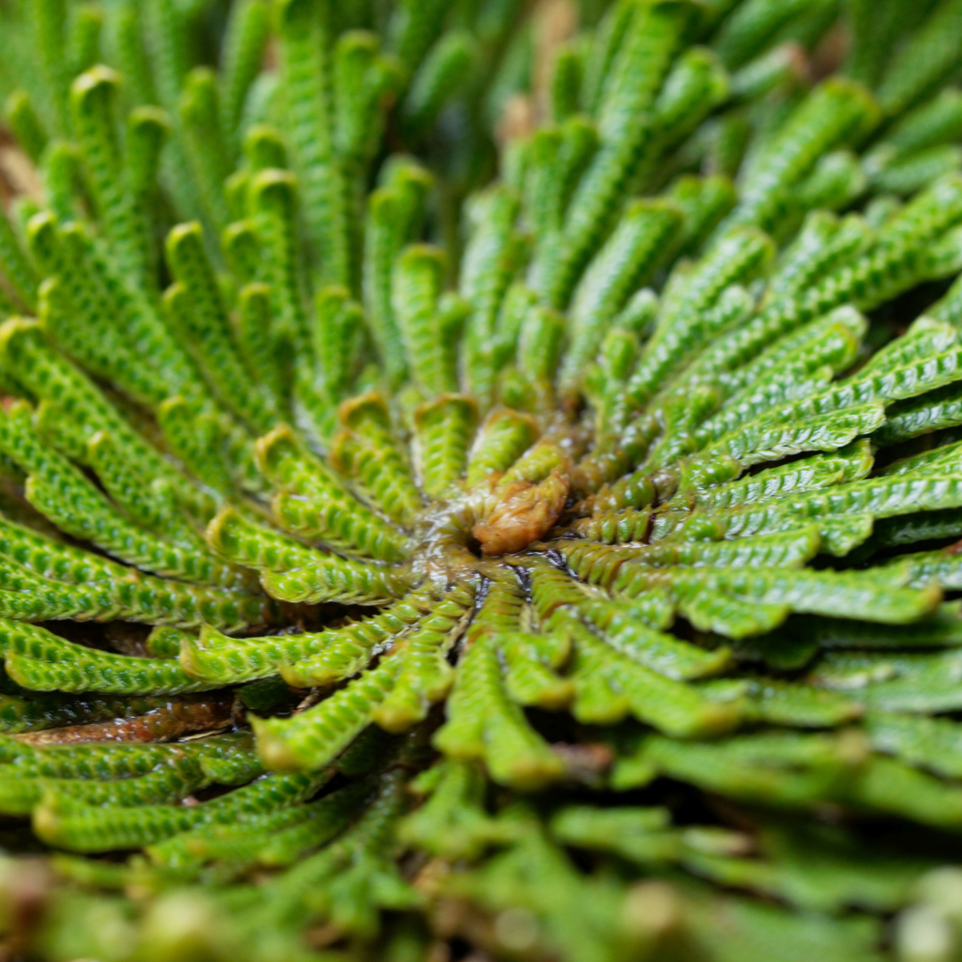 Rose of Jericho - Resurrection Plant