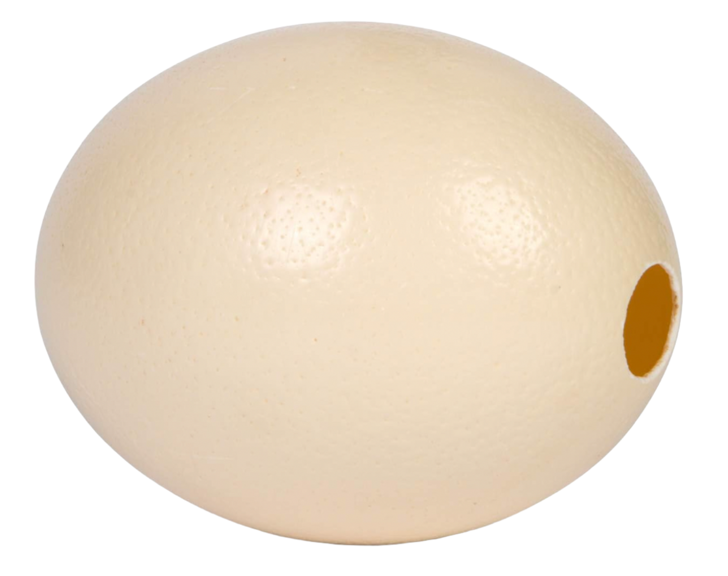 Ostrich Egg