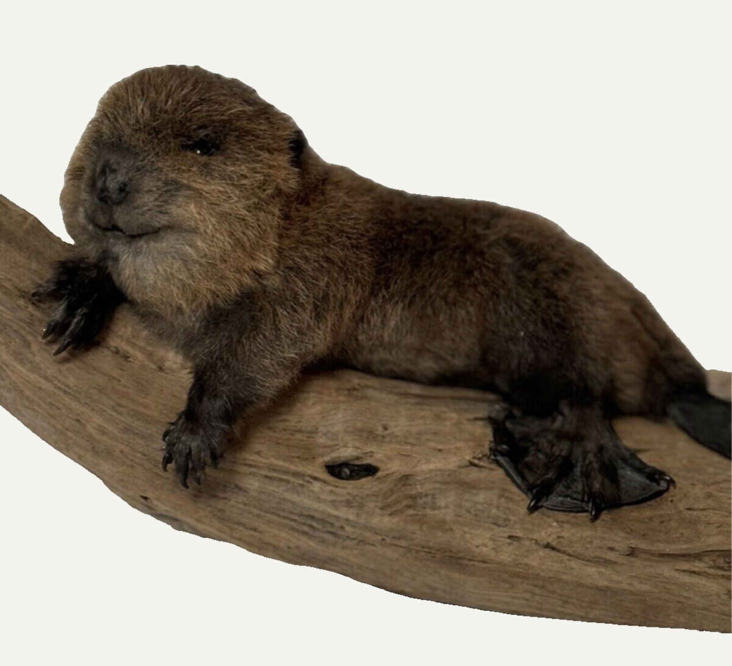 Taxidermy Baby Beaver