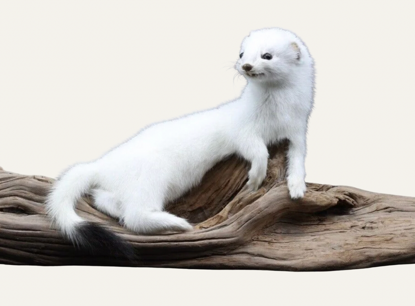 Taxidermy Weasel