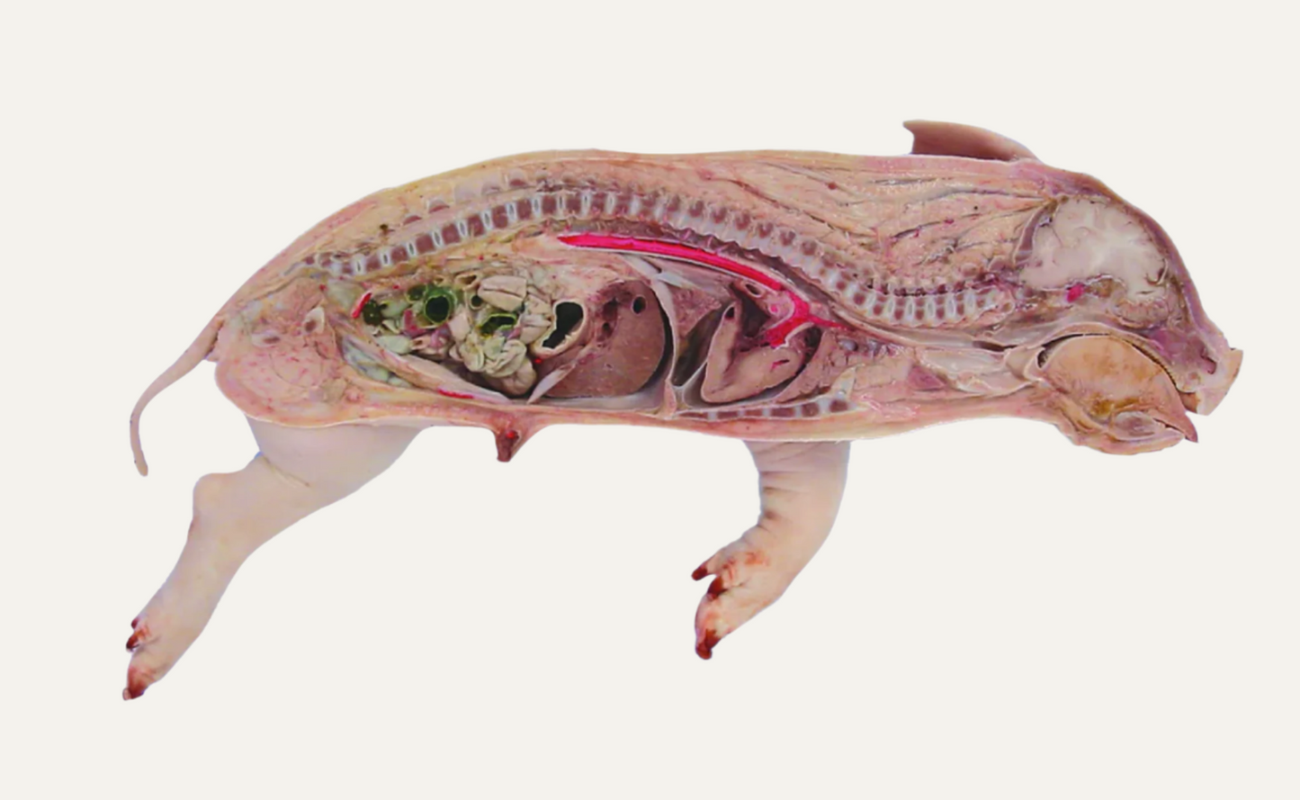 Midline Section Pig Wet Specimen
