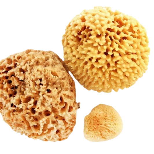 Natural Sea Sponge