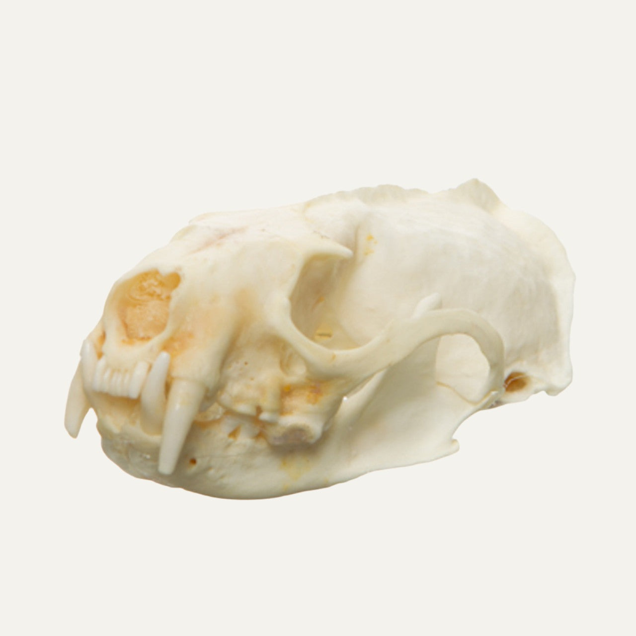 Mink Skull