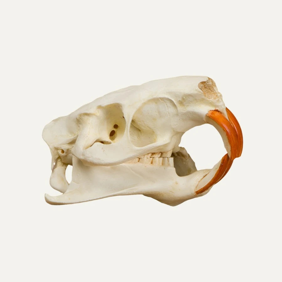 Nutria Skull