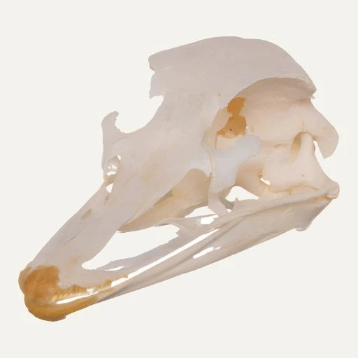 Ostrich Skull