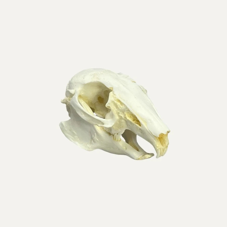 Rabbit Skull