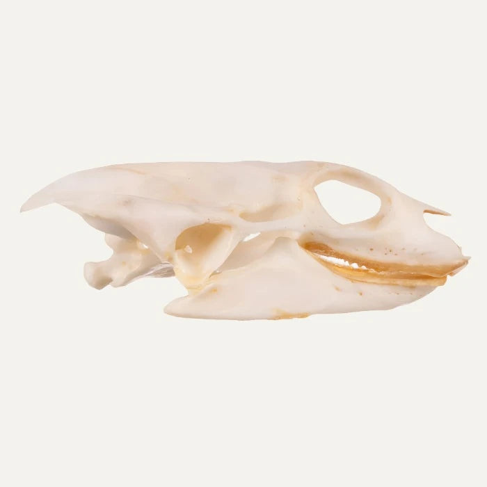 Turtle Skull