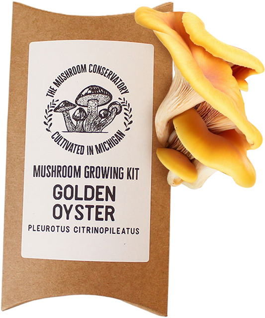 Golden Oyster Mushroom Growing Kit